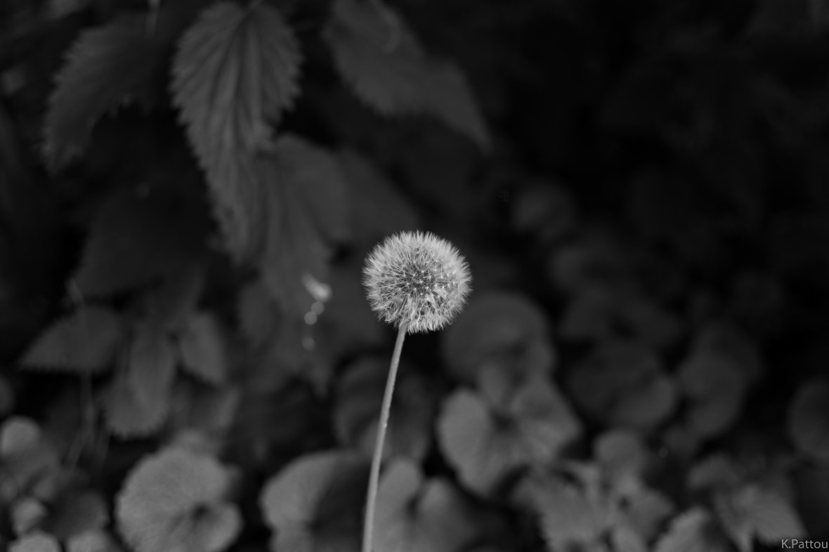 Spring in black and white