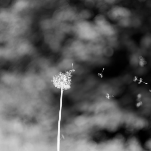 Spring in black and white