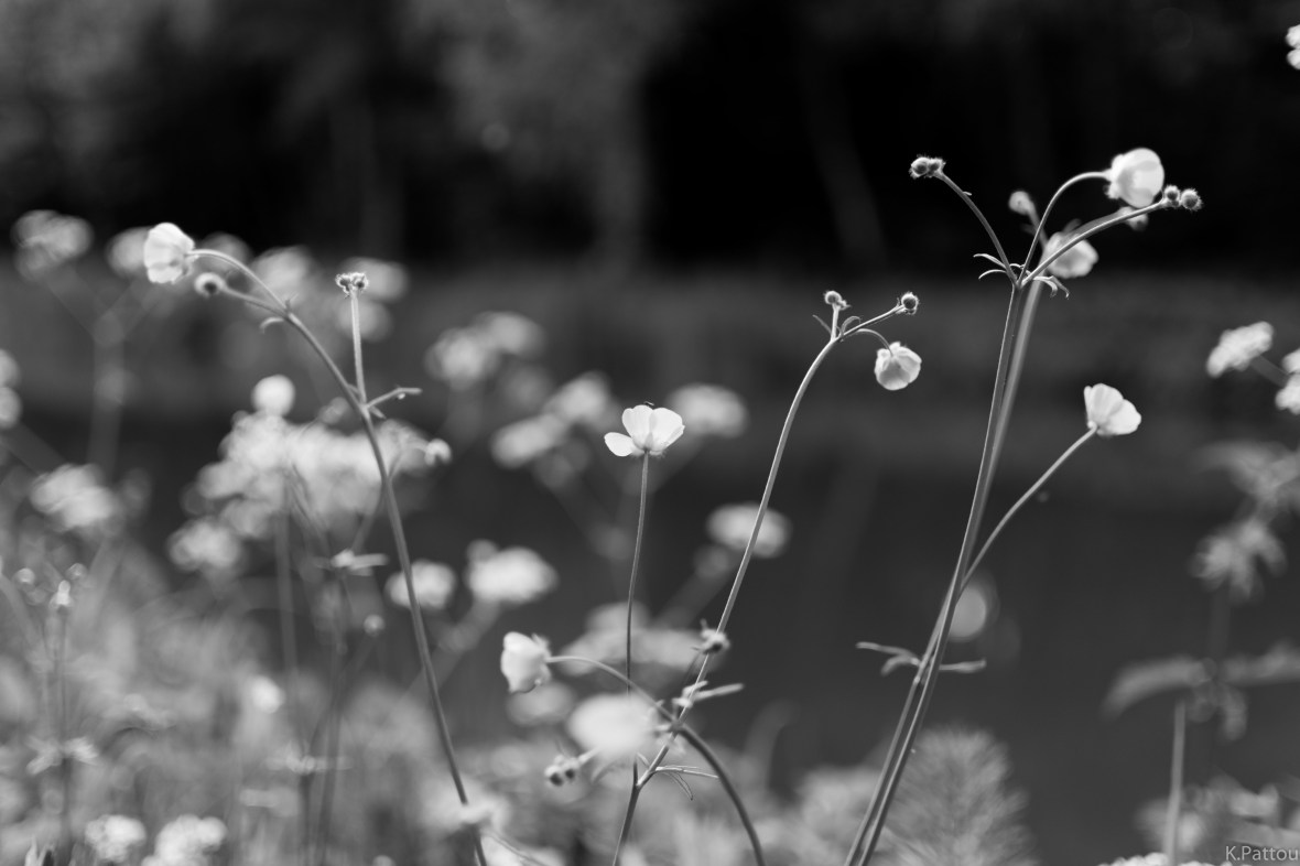 Spring in black and white